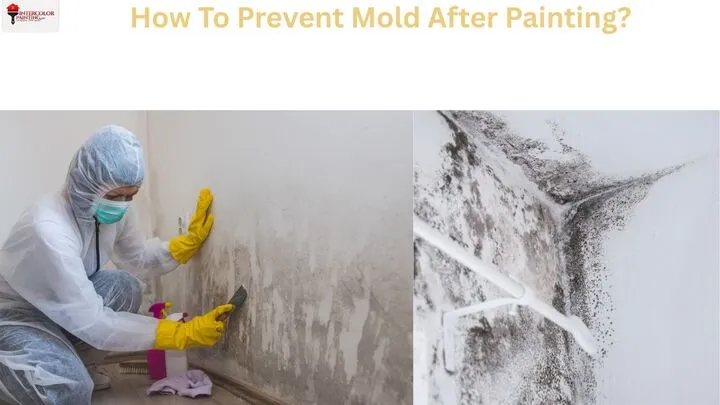 How To Prevent Mold After Painting